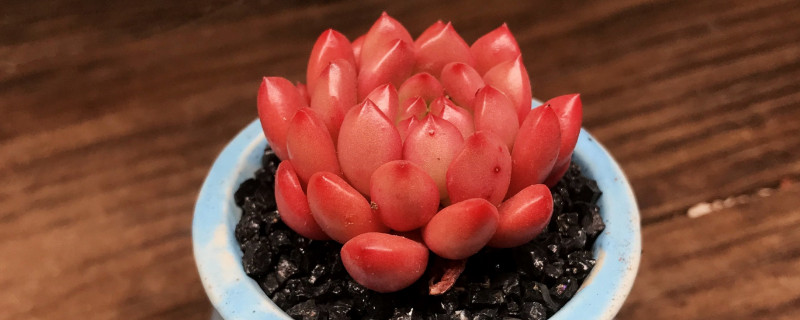 多肉红宝石变红的诀窍（多肉红宝石变红的诀窍是）