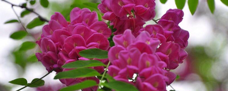 红色的槐树花可以吃吗（红色的槐树花能吃吗）