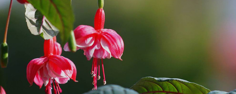 倒挂金钟有毒吗 倒挂金钟在室内养有毒吗