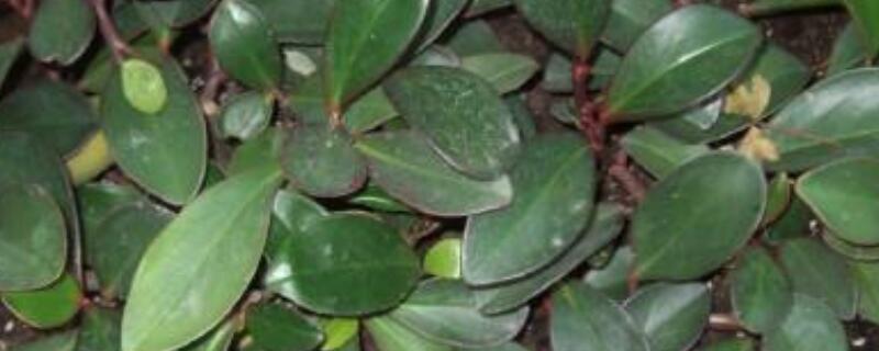 紫边碧玉椒草有毒吗（紫边碧玉椒草有毒吗能吃吗）