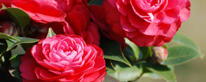 耐冬花的繁殖方法 耐冬花的繁殖方法和过程