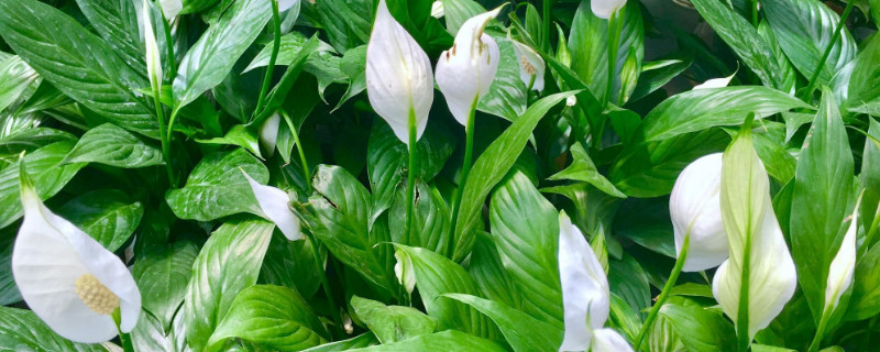 乔迁之喜送什么植物（乔迁新居送什么植物好）