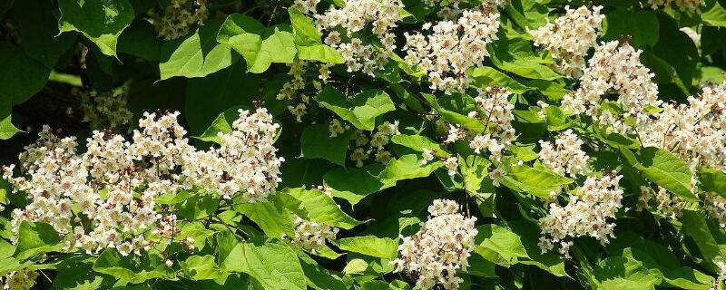 梓树为什么叫梧桐树（梓树图片）