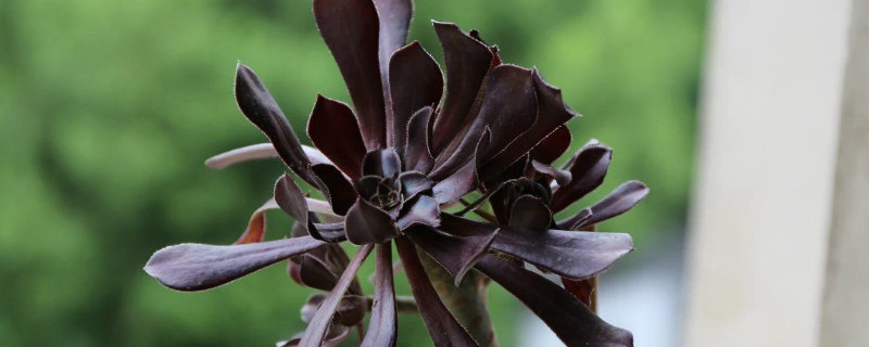 黑法师侧枝怎么繁殖（黑法师怎么插枝）