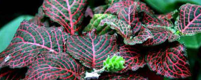 红网纹草怎么移盆 网纹草怎么换盆