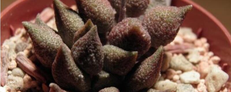 朱唇石和翠绿石的区别 朱唇石和翠绿石的区别