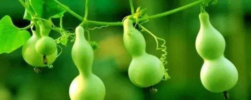 种葫芦打顶和掐尖怎么区分（葫芦种植掐尖打叉技术）