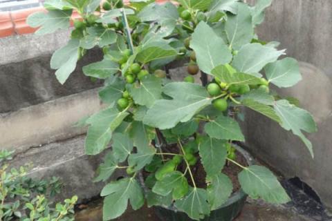 无花果发芽时间