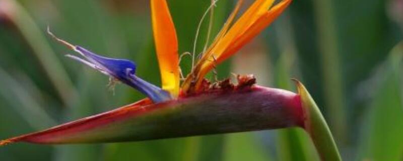 望鹤兰几月开花 望鹤兰几月开花结果