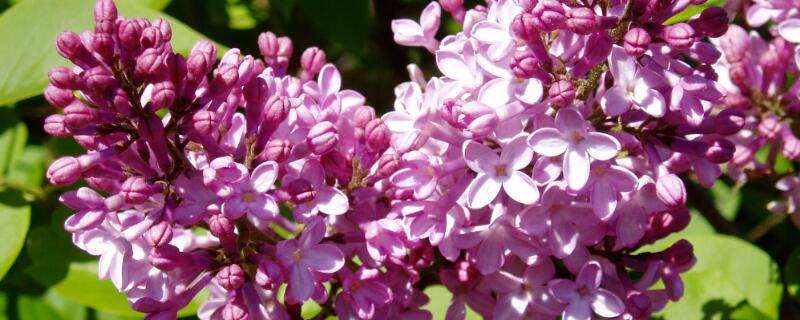 丁香花什么季节开花（丁香花的寓意和象征）