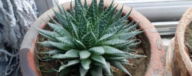 多肉十二卷怎样繁殖(多肉十二卷的养殖方法和注意事项)