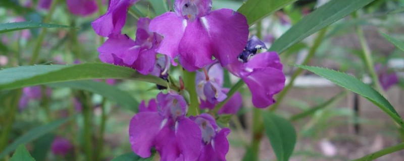 凤仙花叶子卷边干枯（凤仙花叶子卷边干枯可以用蚊香灰吗）