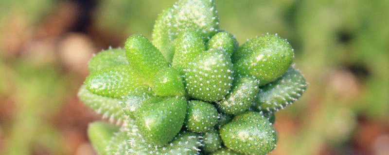 雷童怎么繁殖（雷童的养殖方法）