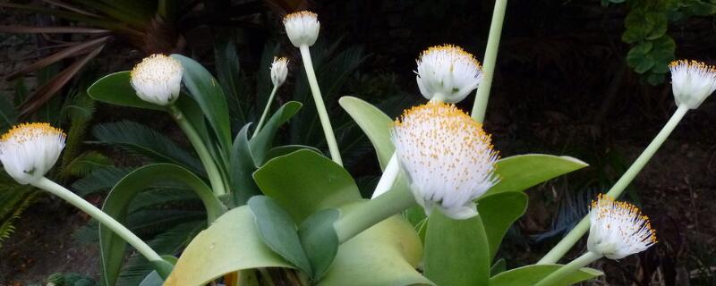 虎耳兰是猫耳兰吗 虎耳兰是猫耳兰吗图片