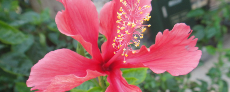 芙蓉花和扶桑花区别（扶桑花和朱槿花的区别）