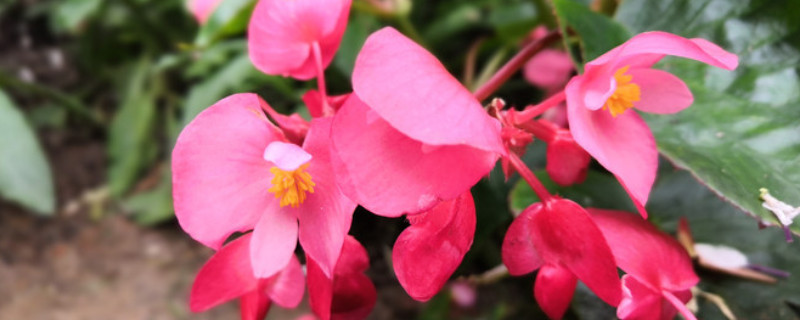 四季海棠开完花后修剪 四季海棠开完花以后怎么修剪