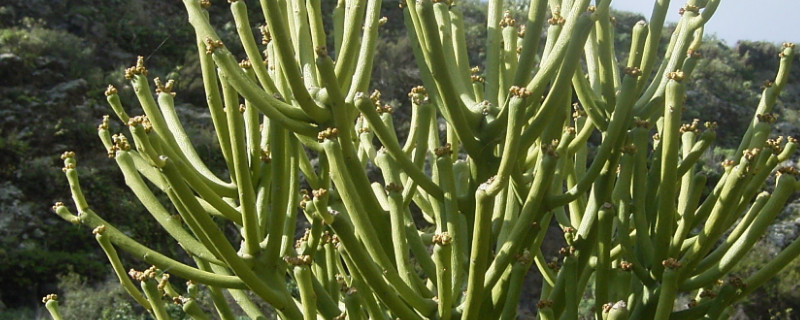 绿玉树怎么修剪 绿玉树怎么修剪造型