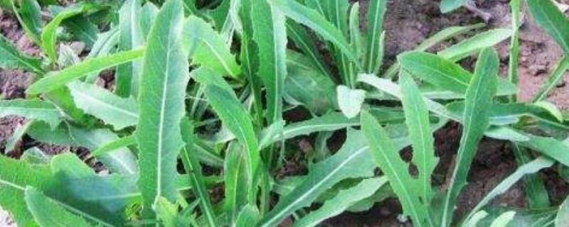 苦苦菜和蒲公英的区别 苦苦菜和蒲公英的区别 苦苦菜和蒲公英有什么区别?