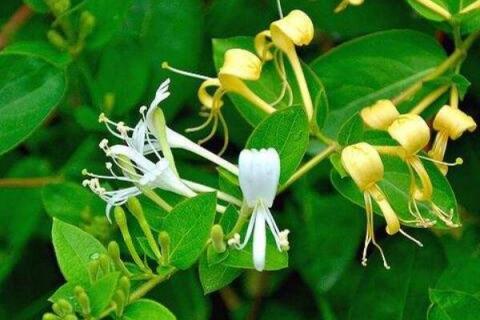 金银花保鲜方法