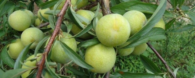 李子果实特征（李子果实特征是什么）