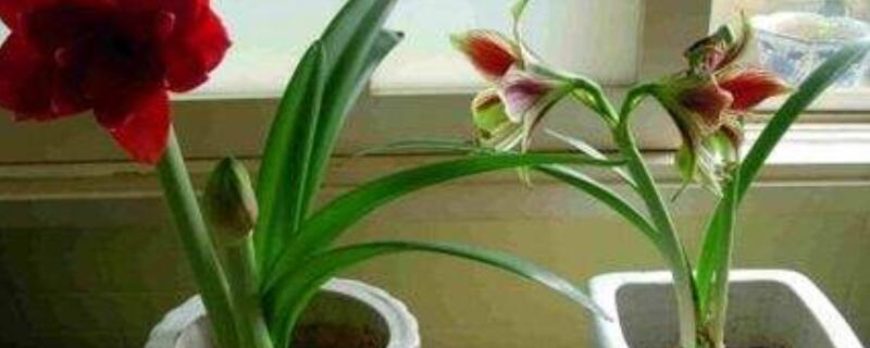 朱顶红盆栽土配制 朱顶红 盆栽