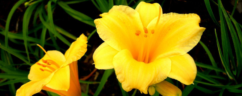 萱草花后修剪（萱草开花后为什么剪掉）