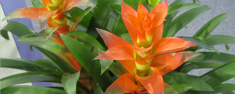 水塔花枯萎了怎么办（水塔花叶子枯萎怎么救回来）