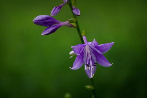 玉簪花果实的作用