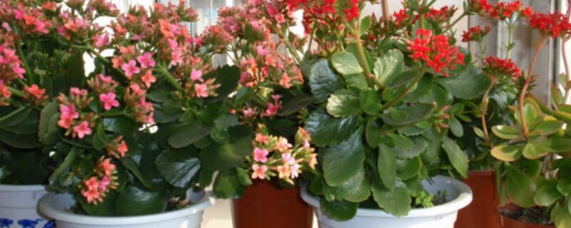 适合过年养的花（适合过年养的花有哪些）