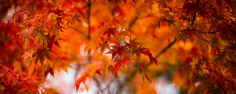 红枫树与黄枫树的区别 红枫树与黄枫树的区别图片