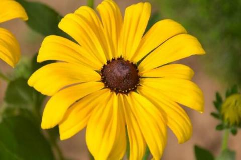 多头菊叶子蔫了怎么办