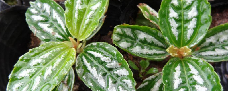 皱叶冷水花开花吗 皱叶冷水花有什么好处