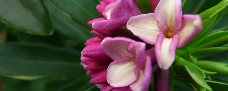 瑞香根茎黑了怎么处理（瑞香根茎黑了怎么处理掉）