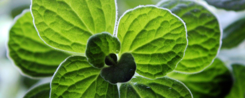 一抹香可以放卧室吗 一抹香可以放卧室吗有毒吗