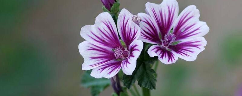 山锦葵是什么 山锦葵是什么样的植物