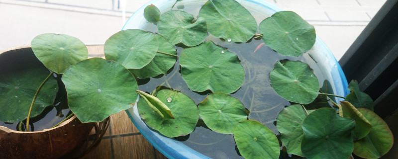 碗莲如何分盆（碗莲如何分盆视频）