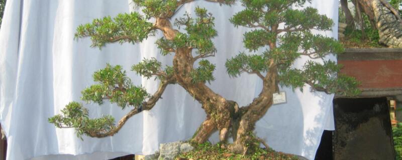 小叶赤楠什么季节移植（小叶赤楠什么季节移植最好）