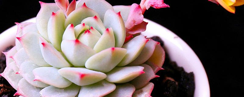 多肉怎么移植（多肉怎么移植栽种?）