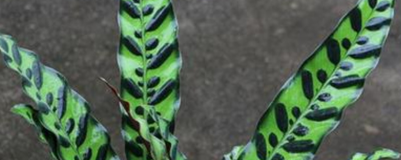 猫眼竹芋不长新芽原因（猫眼竹芋不发新芽）