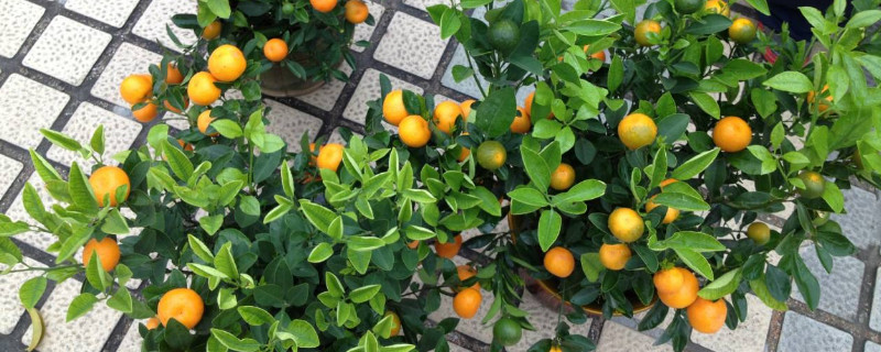 桔子树叶子发黄的原因（桔子树叶子发黄的原因及防治）