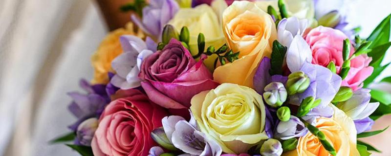 第一次见面送什么花好（送花给女朋友送什么花）