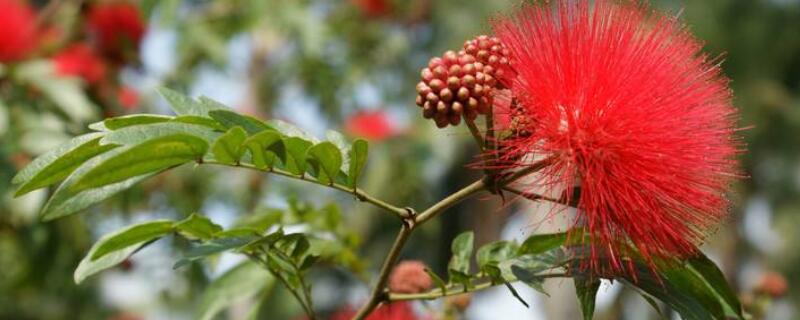 红绒球和朱缨花的区别（红绒球介绍）