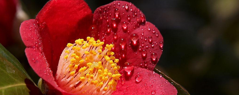 耐冬花掉叶怎么办（耐冬花叶子干枯怎么办）