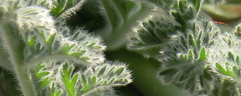 羽叶洋葵休眠后怎么办 羽叶洋葵休眠后怎么办呢