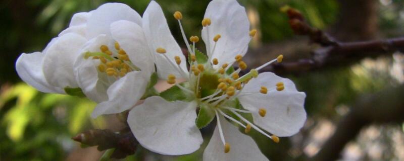 李花什么时候开（桂峰村李花什么时候开）