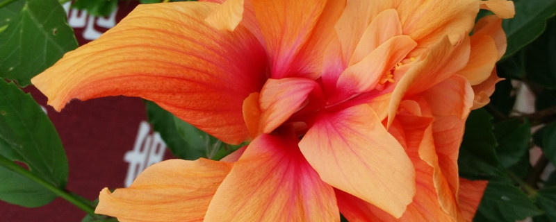 木菊为什么掉叶子（木菊为什么黄叶掉叶?）