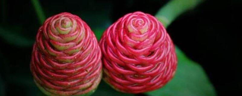 红球姜的花有什么用（红球姜的花语）