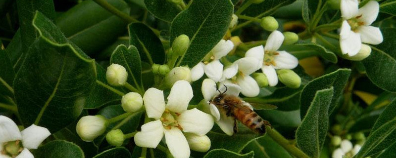 海桐花如何繁殖 海桐种子种植方法
