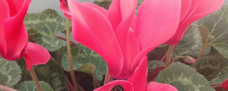 仙鹤来花几天浇水一次（仙鹤来花多长时间浇一次水）