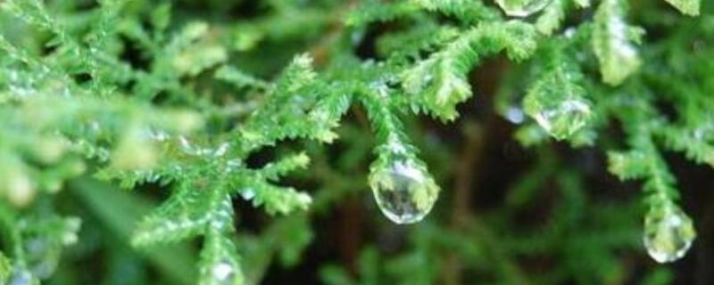 翠云草蔫了怎么办 翠云草叶子蔫了怎么办